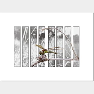 Hairy Dragonfly Posters and Art